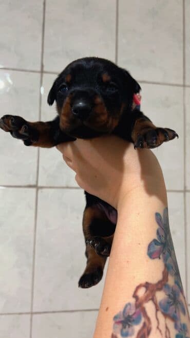 cinsi hevesi artiran dermanlar: Doberman, Dişi, Sənədli, Ünvandan götürmə — 2