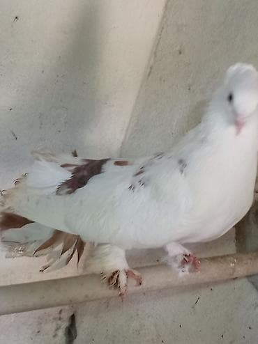 hind qusu satisi: Tam sağlam qızğın erkək London pavlinləri dişisi yoxdur barter ancaq — 4