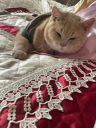 ponço nədir: Ponçikin 3 yaşı var vaxdım yoxdu baxa bilmirəm deyə satıram 1 sunka — 5