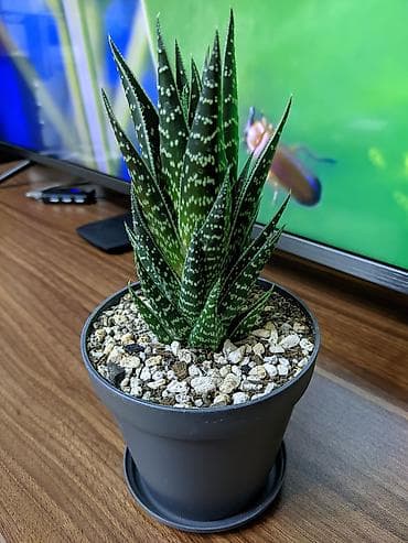 heserat yeyen bitkiler: Aloe "Tiki tahi". Hibrid aloe növüdü. Baxımı çox sadə. Sumqayıt — 3