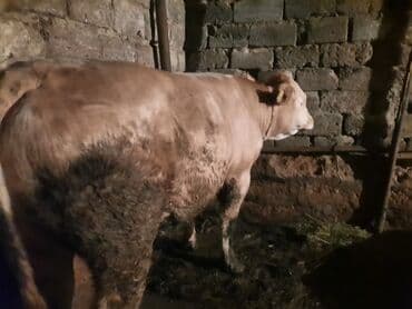 bakida cins ineklerin satisi: Super kok dana lazim olan gelsin canli baxsin — 2