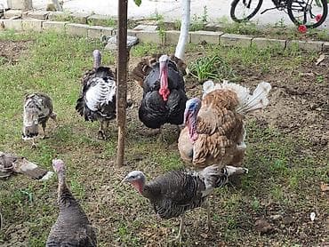 Hinduşka balaları və damazlıqvə ətlik 6-8kilo ət veren hinduşkalar — 5