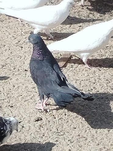 it balasi satisi: Salam tam sağlam quşlardir 5-10 azn arası — 5