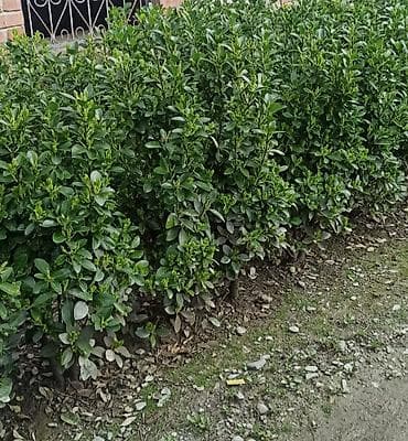 ot bicən satışı: Bəzək kolları və iynəyarpaqlı topiarilər – landşaft üçün - — 8