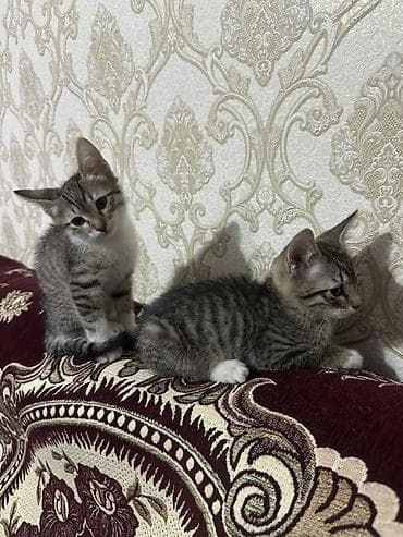 siyan pişik: Tabbi, Yaxşı əllərə — 6