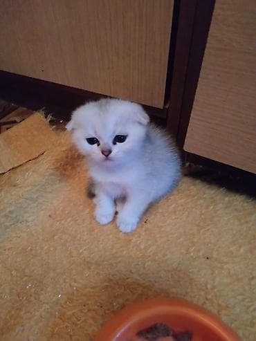 Şotland lalafo.az -da Şotland