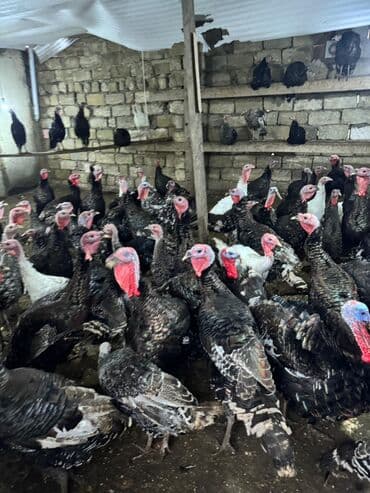 K/t heyvanları və malları: Məhsul: Hinduşka sürüsü Təsvir: - Şəkillərdə gördüyünüz damazlıq — 7