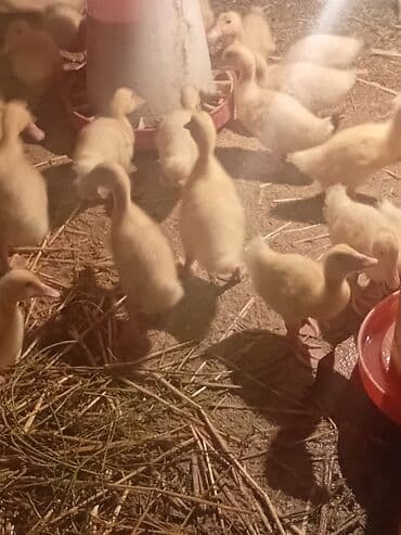 kənd colpası satışı: Məhsul: Ördək balaları Təsvir: Salam Quban ördek etlik və Yumurtlaq — 3