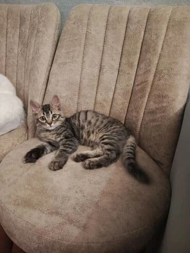 gözəl pişik şəkilləri: Tabbi, Yaxşı əllərə — 1