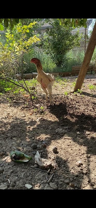 cat: Xoruz, Heyratı, il: 2, Ünvandan götürmə, Ödənişli çatdırılma — 8