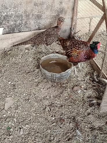 patchi шоколад цена: 1cüt 2illik Qafqaz və1 cüt bala qafqaz qırqovul. 7 ag bildirçin — 9