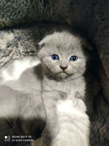 Bıçaqlar: Şotland, Erkək, Dişi, Ünvandan götürmə — 5