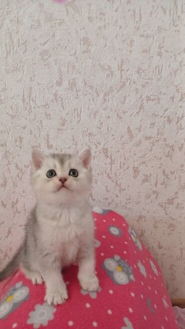 Şinşilla, Erkək, Dişi, Yaxşı əllərə, Pulsuz çatdırılma