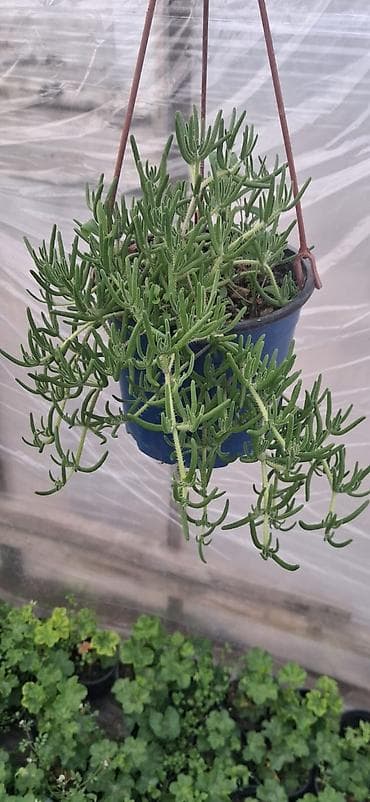 hortenziya gulu: Asma dipçək gülləri. Sukkulent – Lampranthus (Buzçiçəyi) Qiymətləri — 1