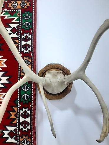 buynuzu: Divar Dekoru – Trophə Buynuz Kompozisiyası - Material: təbii heyvan — 3