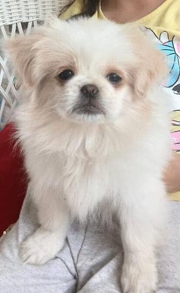 haski itleri: Pekines, 1 il, Dişi, Peyvəndli, Ünvandan götürmə — 1
