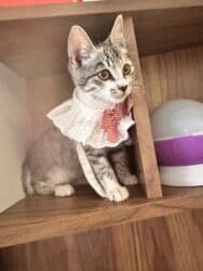 pişikler: Şinşilla, Yaxşı əllərə — 1