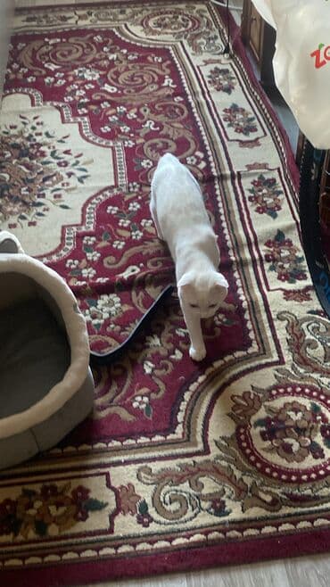 кошка в добрые руки: Шотландская, Самец, В добрые руки, Платная доставка, Бесплатная доставка — 3