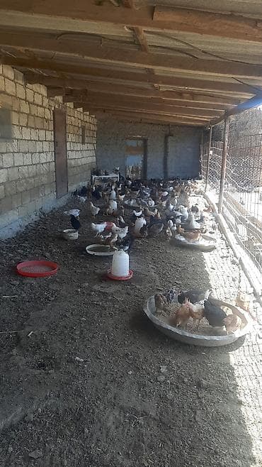 kirpi eti satışı: 60 70 gunluy saqlam ve gozel yeyimcil yem buqda yeyr artiq 400 eded — 1