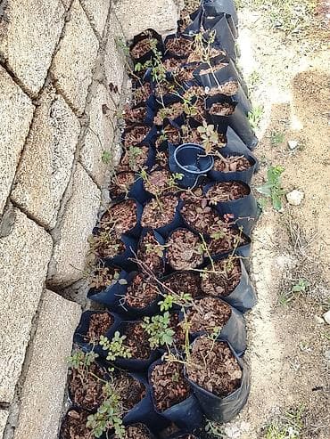 kloun paltari: Məhsul: Qızılgül şitilləri (konteynerdə) Təsvir: - Qara plastik — 1