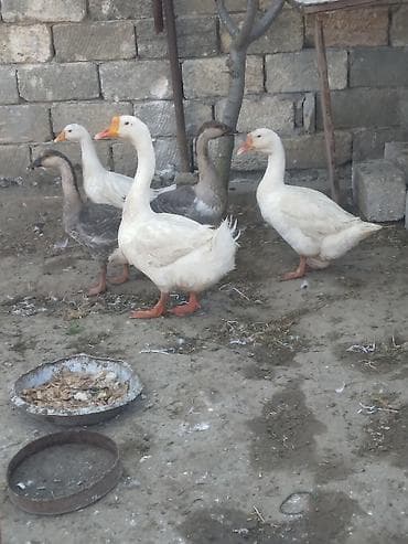 qaz şəkli: Dişi, Ətlik — 1