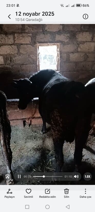 cins ineklerin satisi: Məhsul: Yetişdirilmiş dana/buzaq Təsvir: - Qara-ağ rəngdə, yerli — 4