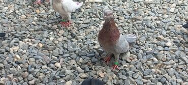 göyercin yuvası: Məhsul: Qüvvətli uçuş və baxımlı görünüşə malik ev göyərçinləri — 4