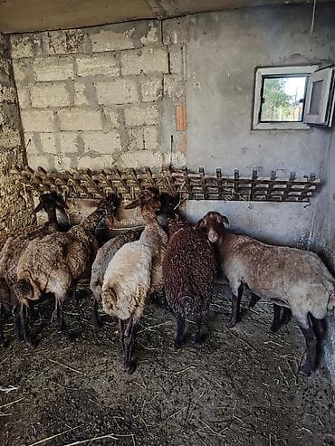 Heyvanlar: Dişi, Qala, il: 1, Damazlıq — 1