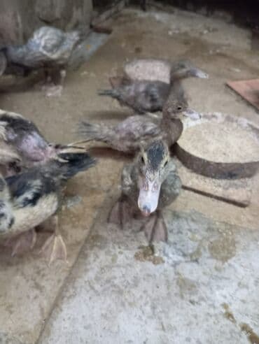 ördək balası və cücə: Misk ördəkləri – müxtəlif rəng və naxışlarda cavan balalar - Növ — 7