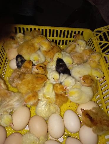 Moyka avadanlığı: Tam avtomat — 3