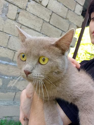 heyvanlara verilən xüsusi adlar: Ev pişiyi – krem rəngli, qısa tüklü - Rəng: açıq krem/qəhvəyi ton - — 1