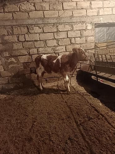 Keçilər, çəpişlər: 5 Aylıq simetan dana dişi — 4