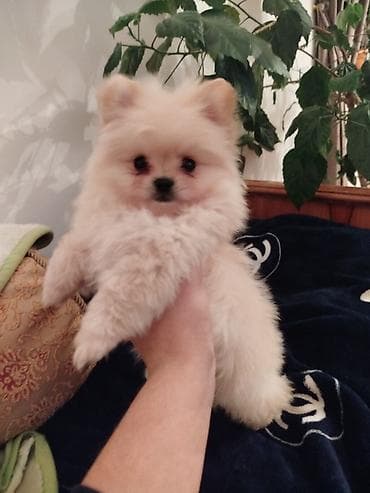 heyvan bazari itler: Şpitz, 2 ay, Erkek, Ünvandan götürmə — 3