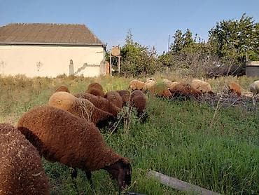 at satiwi: Dişi, Qala, il: 1, 50 kq, Damazlıq — 1