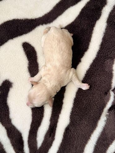 ən bahalı itlər: 1 ay, Dişi, Sənədli, Ünvandan götürmə, Pulsuz çatdırılma, Ödənişli çatdırılma — 6