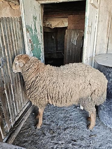 hissar qoyunu: Damazliga yararli qocdu. 1 yas 3ayliqdi. aktiv qocdu. 66kq diri cekisi — 3