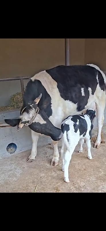 heyvan qəfəsi: Birinci qarina dogub 9 lt sud verir saglam yaxsi heyvandi balasi 4 — 3