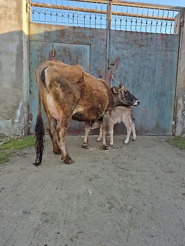 en cox sud veren inekler: 13. 14 litir süd verir 3 qarına doğub 8 gündü doğub balası erkəydi — 2