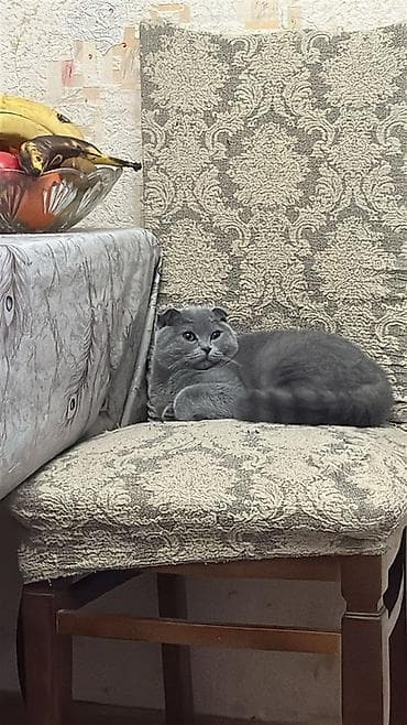 Şotland yastı qulaq lalafo.az -da Şotland yastı qulaq