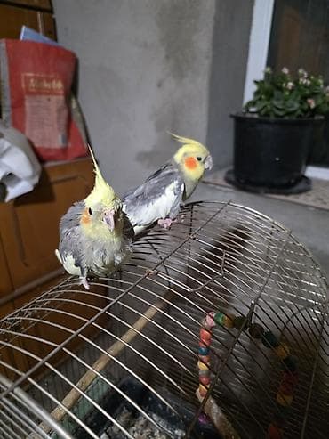 Məhsul: Korella tutuquşuları və qəfəs dəst.Erkər dişi bir yerə (qəfəs