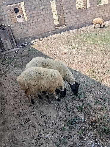 kreditle heyvan satisi: Ana baLa satıLır cavan heyvandı — 1
