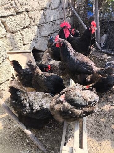 arpa bugda: Toyuq, Damazlıq — 4