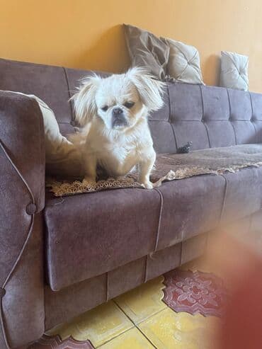 Pekines, 1 il, Erkek, Peyvəndli