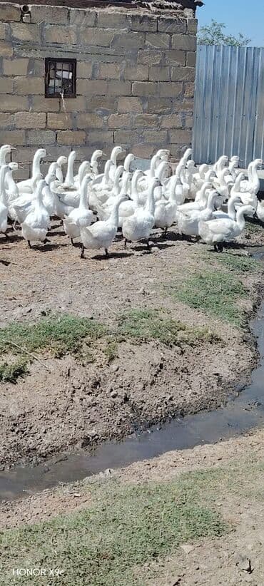 ozturkler qaz: Ağ qaz sürüsü - Növ: ev qazı (ağ rəngli) - Say: böyük sürü — 1