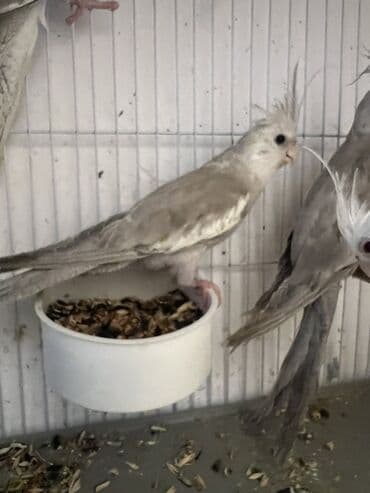 4 ayliq yanaqsiz erkey bala,oxuyur. Növ: Nimfa papuqayı (Cockatiel)