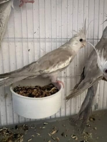 papuqay yumurtadan necə gune cixir: 4 ayliq yanaqsiz erkey bala,oxuyur. Növ: Nimfa papuqayı (Cockatiel) — 1