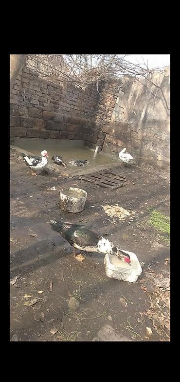 Muscovy ördəkləri (indo-ördəklər) – qarışıq rəngli (Lal ördək