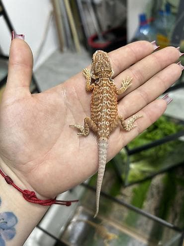 qurd basar: Növ: Bearded Dragon (Pogona vitticeps) aqama balaları qiymetler — 4
