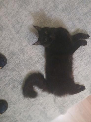 pişik cins: Yaxşı əllərə — 10