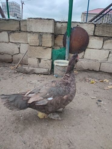 Krasnodar ördək.Erkəydi.8 aylıqdı.Qiymət sondur.Qiymətlə bağlı narahat